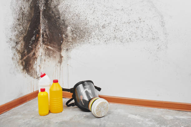 Best Industrial Mold Remediation in Granville South, OH