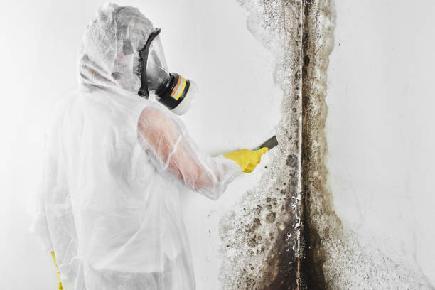 Best Attic Mold Remediation in Granville South, OH