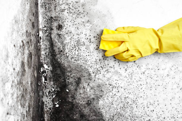 Best Bathroom Mold Remediation in Granville South, OH