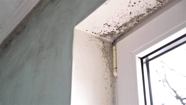 Best Black Mold Remediation in Granville South, OH
