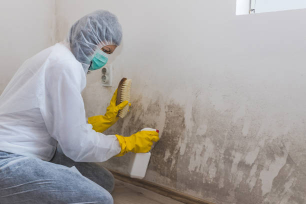 Best White Mold Remediation in Granville South, OH